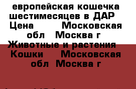 европейская кошечка шестимесяцев в ДАР › Цена ­ 10 - Московская обл., Москва г. Животные и растения » Кошки   . Московская обл.,Москва г.